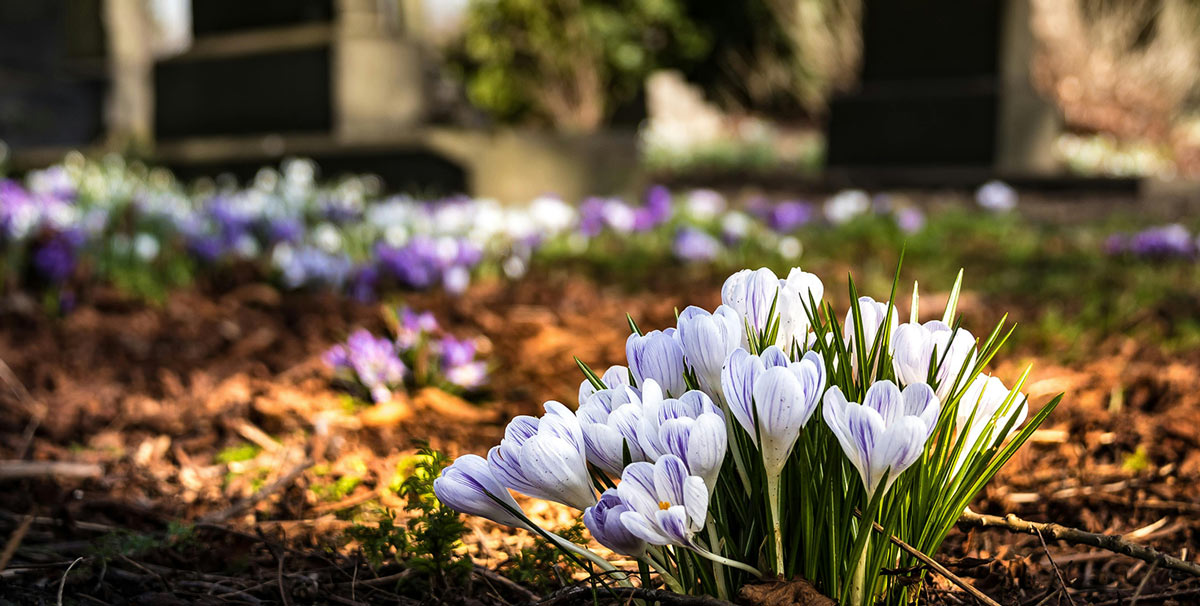 Fleur dans un cimetière